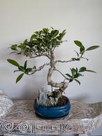 Ficus Retusa Landscape 36cm, Bloeit niet, Halfschaduw, Minder dan 100 cm, Overige soorten