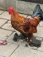 Sabelpoot haan 4 maanden oud, Dieren en Toebehoren, Mannelijk, Kip
