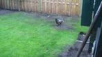 kriel hen, Dieren en Toebehoren, Pluimvee, Vrouwelijk, Kip
