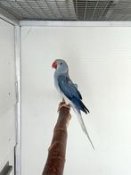 Halsbandparkiet Bleekstaart Turquoise Violet Kobalt Pop 2025, Dieren en Toebehoren, Vrouwelijk, Parkiet, Geringd