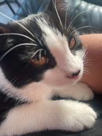 Kitten, Dieren en Toebehoren, Katten en Kittens | Overige Katten, Poes, Kortharig, 0 tot 2 jaar