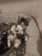 Lieve kittens, Meerdere dieren, Ontwormd