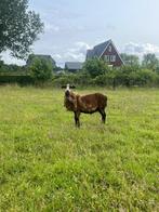 Zwoeger vrije Barbados Black Belly Ram, Mannelijk, Schaap, 0 tot 2 jaar