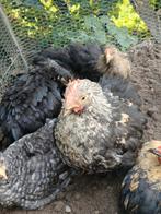 2 cochin hanen, Dieren en Toebehoren, Pluimvee, Mannelijk, Kip
