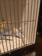 Regenboog parkietjes, Dieren en Toebehoren, Vogels | Parkieten en Papegaaien, Meerdere dieren, Parkiet