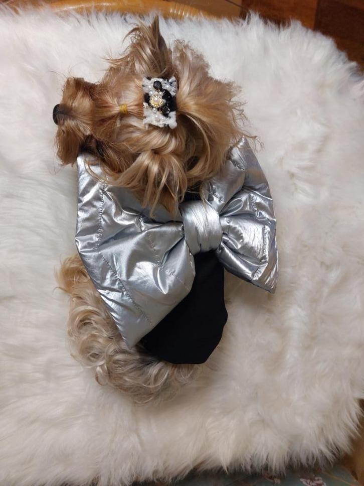 Exclusieve trui met een grote strik voor een kleine hond (de, Dieren en Toebehoren, Honden-accessoires, Nieuw, Ophalen of Verzenden