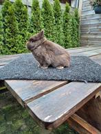 Jong dwerg konijntje, Dieren en Toebehoren, Konijnen, Mannelijk, Dwerg