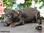 Bernedoodle pup's beschikbaar !, Dieren en Toebehoren, Nederland, Rabiës (hondsdolheid), 8 tot 15 weken, Meerdere