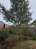 Grote Appelboom - ca. 7 meter, Tuin en Terras, Ophalen, Volle zon, Overige soorten, 400 cm of meer