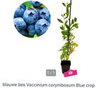 GEVRAAGD == Blauwe bessenstruik ==, Tuin en Terras, Planten | Fruitbomen, Ophalen of Verzenden