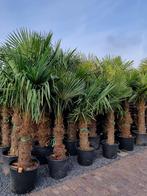 MOOIE DIKKE GOED GEWORTELDE WINTERHARDE TRACHYCARPUS PALMEN, Ophalen of Verzenden, 100 tot 250 cm, Zomer, Palmboom