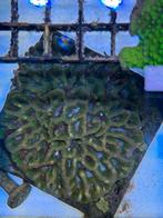 Koralen zeeaquarium, Dieren en Toebehoren, Overige typen, Zoutwatervis, Schoolvis