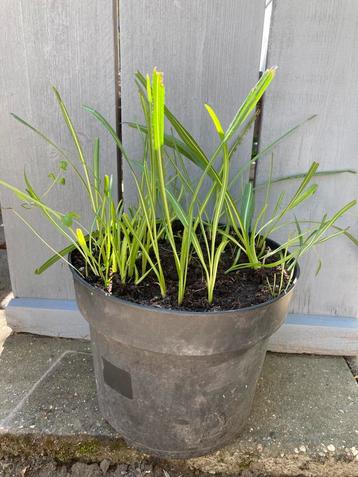 ==MOOI== Kattenstaart planten 28 cm doorsnede beschikbaar voor biedingen