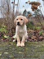 Labrador pups, 8 tot 15 weken, Labrador retriever, Parvo, Meerdere