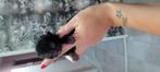 Kitten, Dieren en Toebehoren, Katten en Kittens | Overige Katten, Poes