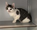 Kat vermist in druten, Kat