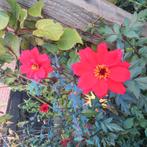 Dahlia knollen ruilen, Ophalen of Verzenden, Voorjaar, Volle zon, Knol