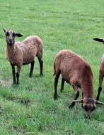 Barbados black belly schapen, Dieren en Toebehoren, Schapen, Geiten en Varkens, Meerdere dieren, Schaap
