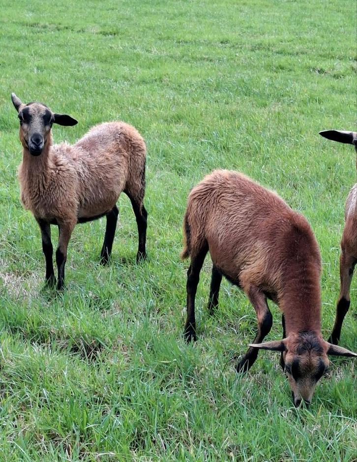 Barbados black belly schapen, Dieren en Toebehoren, Schapen, Geiten en Varkens, Schaap, Meerdere dieren