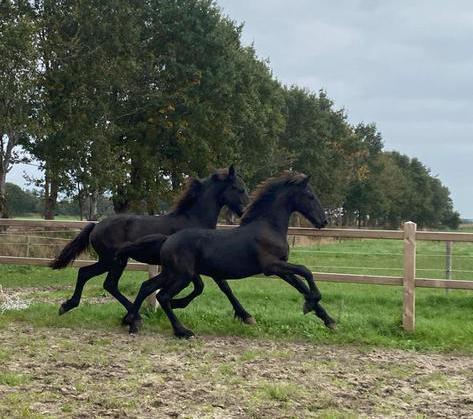 Diverse prachtige friese veulens hengsten en merries, Dieren en Toebehoren, Paarden, Hengst, Niet van toepassing, Minder dan 160 cm