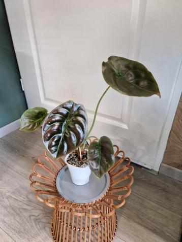 Alocasia Cuprea Red Secret  beschikbaar voor biedingen
