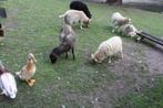 OUESSANT  SCHAPEN, Meerdere dieren, Schaap, 0 tot 2 jaar