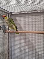 Koppel Ecuador amazone's.