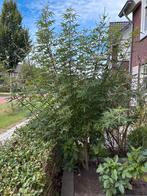 Mooie monnikspeper struik voor tuin - Zelf uitgraven, Tuin en Terras, Planten | Bomen, Ophalen, Zomer, Halfschaduw, 100 tot 250 cm