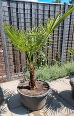 Palmboom inc zwarte bak, Tuin en Terras, Planten | Bomen, Ophalen, Volle zon, Palmboom, 100 tot 250 cm
