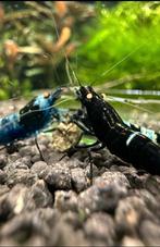 Panda OE, King Kong OE, Blue Bolt OE, Pinto OE, Taiwan Bee, Dieren en Toebehoren, Vissen | Aquariumvissen, Kreeft, Krab of Garnaal
