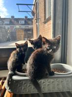 Blauwe Rus/Cyberse katers, Dieren en Toebehoren, Katten en Kittens | Overige Katten, Kortharig, 0 tot 2 jaar, Kater