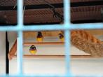 Gouldamadine 3 stuks, Dieren en Toebehoren, Vogels | Overige Vogels, Meerdere dieren, Tropenvogel