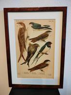 Litho Floericke Zwaluw Rots-Gier-Huis-Oever Zwaluw 1922, Verzenden