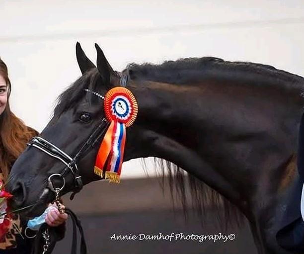 Barock pinto ster hengst ️, Dieren en Toebehoren, Paarden, Hengst, L, 160 tot 165 cm, 7 tot 10 jaar, Dressuurpaard, Met stamboom