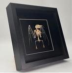 Vleermuis skelet in luxe lijst  25x25 vm, Ophalen of Verzenden, Nieuw, Overige soorten, Schedel