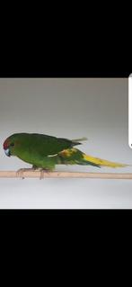 Kakariki man, Dieren en Toebehoren, Vogels | Parkieten en Papegaaien, Mannelijk, Parkiet
