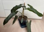 Philodendron Atabapoense, Huis en Inrichting, Kamerplanten, Overige soorten, Minder dan 100 cm, Ophalen of Verzenden, Halfschaduw