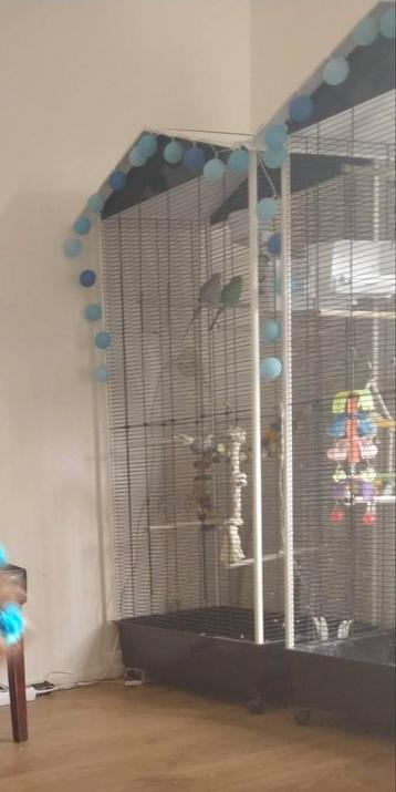 Vogelkooi beschikbaar voor biedingen