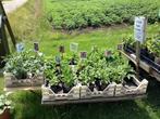Vaste planten en dahlia’s, Tuin en Terras, Planten | Tuinplanten, Ophalen, Zomer, Overige soorten, Volle zon