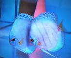 Discus Reflection D Blue 8 cm - Siner - Koidreams € 45,00, Dieren en Toebehoren, Vissen | Aquariumvissen, Vis, Zoetwatervis
