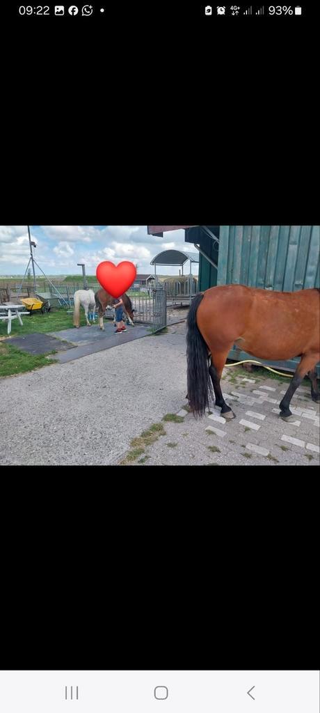 Gezocht pony / dierverzorger., Dieren en Toebehoren, Overige Dieren-accessoires, Ophalen of Verzenden