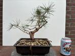 Pre Bonsai Yamadori Grove Den Pinus Sylvestris #9, Tuin en Terras, Planten | Bomen, Minder dan 100 cm, Overige soorten, Ophalen