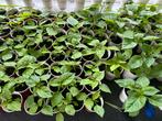Carolina Reaper planten., Tuin en Terras, Planten | Tuinplanten, Ophalen, Volle zon, Groenteplanten, Eenjarig