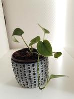 Scindapsus hangplant, Overige soorten, Minder dan 100 cm, Groene kamerplant, Halfschaduw