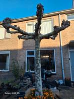 Mooie Plataan Boom te Koop, Tuin en Terras, Bloeit niet, Dakboom, 250 tot 400 cm, Ophalen