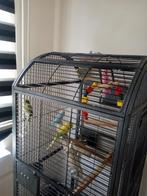 4 parkieten met kooi, Dieren en Toebehoren, Vogels | Parkieten en Papegaaien, Meerdere dieren, Parkiet