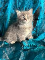 1 Ragdoll mink kitten katertje, Kater, Gechipt, 0 tot 2 jaar