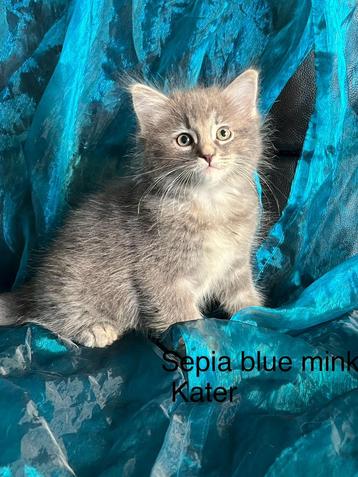 1 Ragdoll mink kitten katertje beschikbaar voor biedingen
