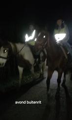 Verzorger aangeboden / verzorgpony gezocht, Ophalen