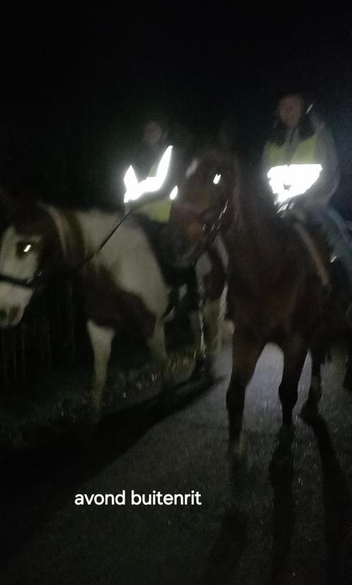 Verzorger aangeboden / verzorgpony gezocht, Dieren en Toebehoren, Paarden en Pony's | Verzorgingsproducten, Ophalen